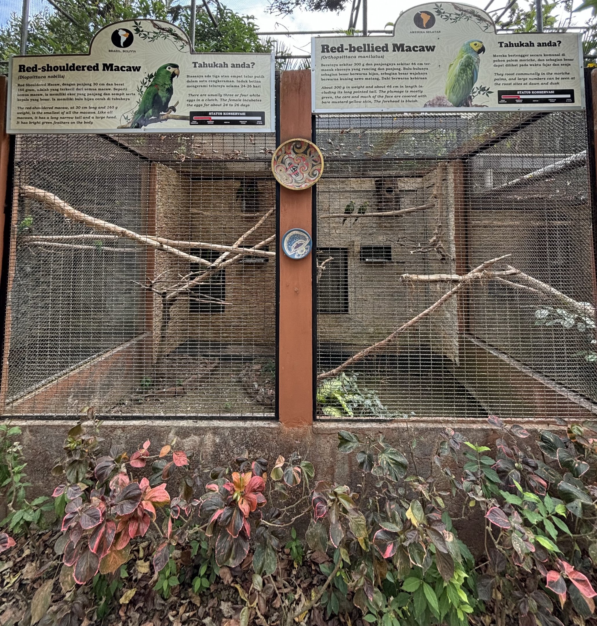 Red-shouldered Macaw + Red-billed Macaw Aviaries