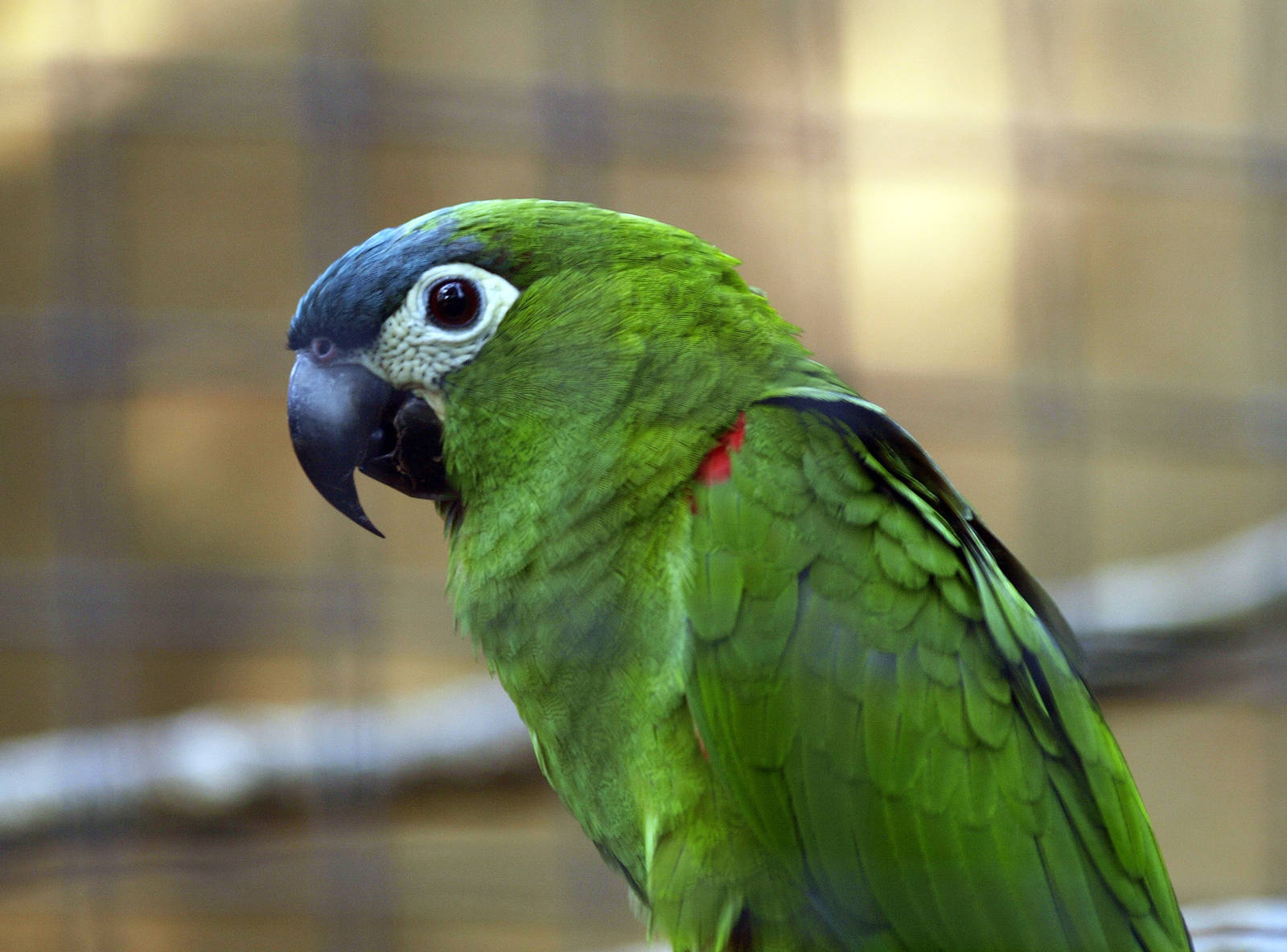 Red-shouldered macaw