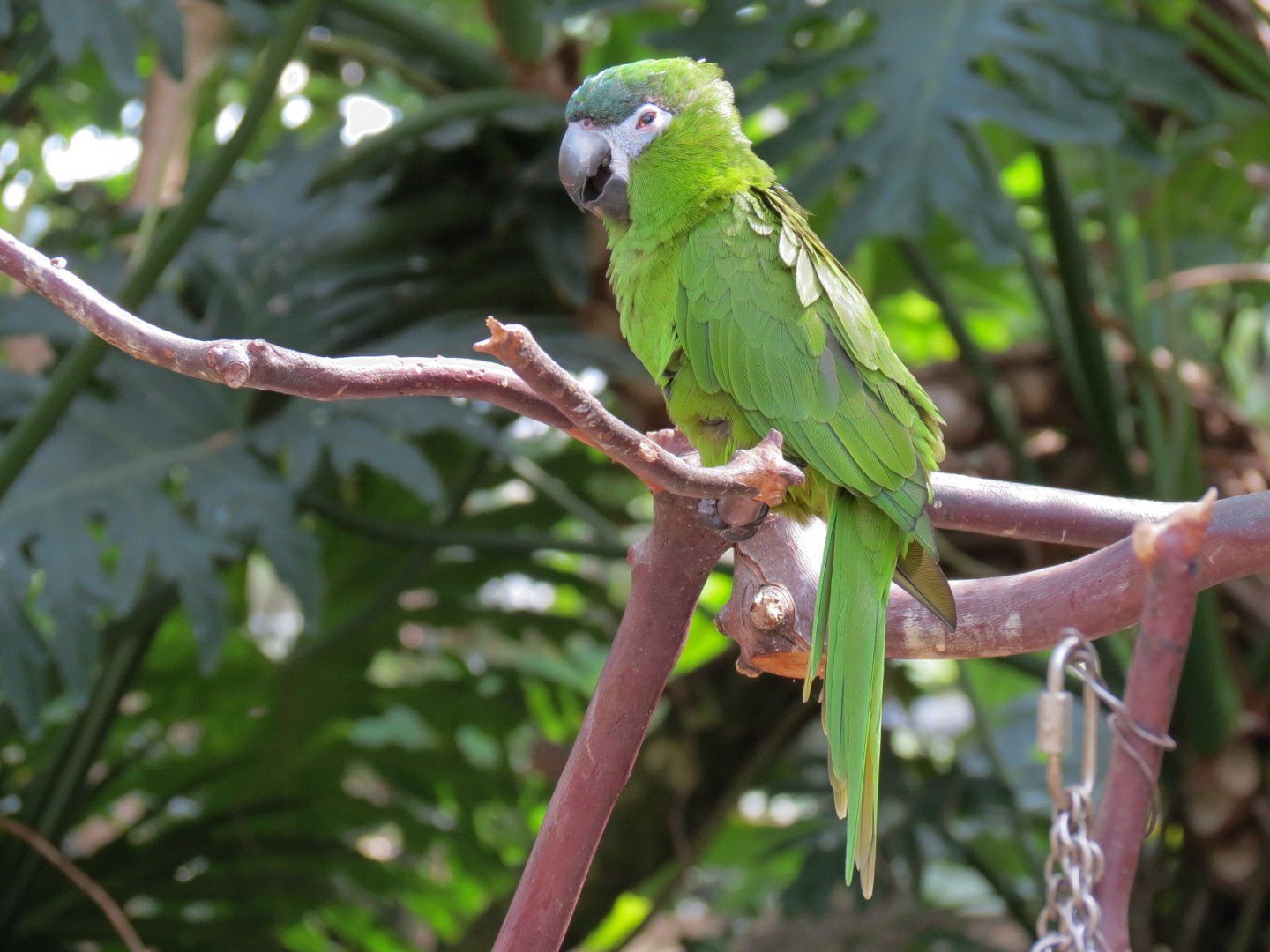 Red-shouldered Macaw