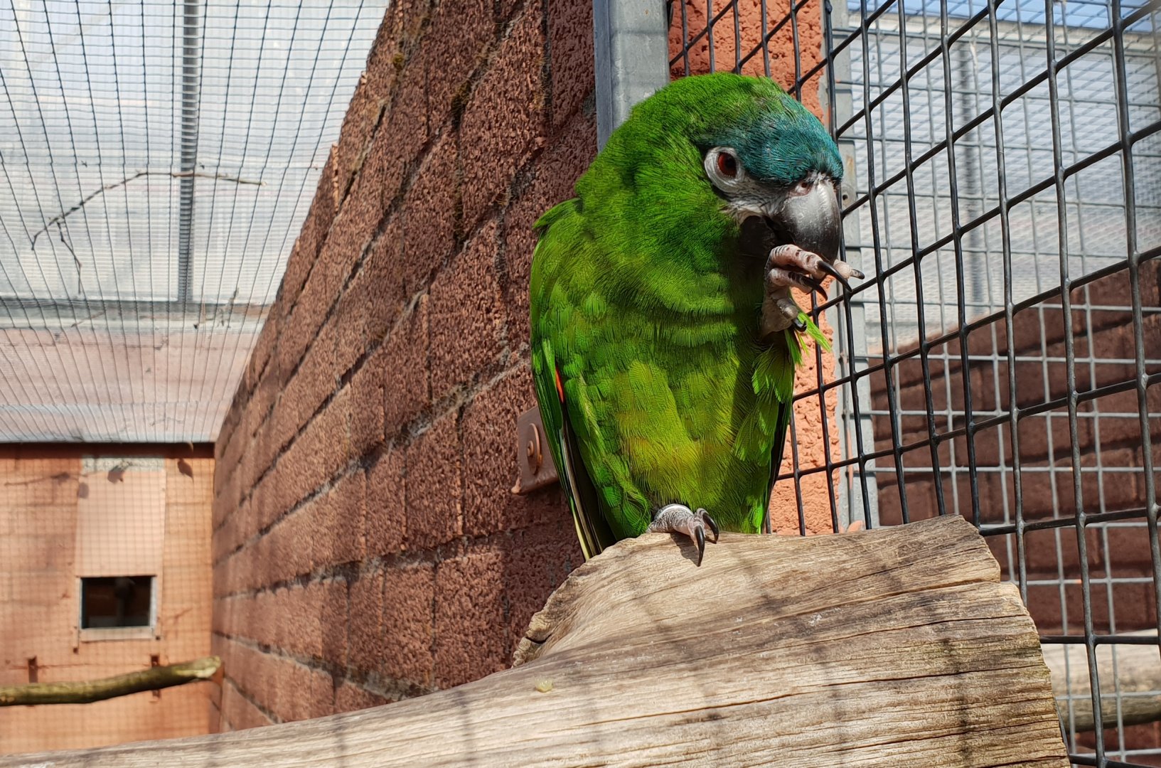 Red-shouldered macaw