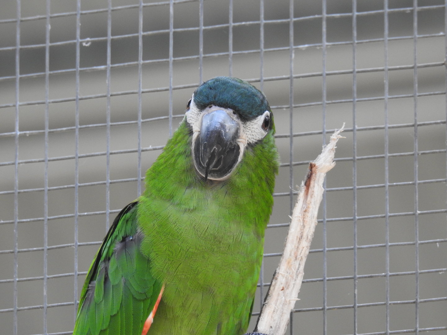 Red-Shouldered Macaw