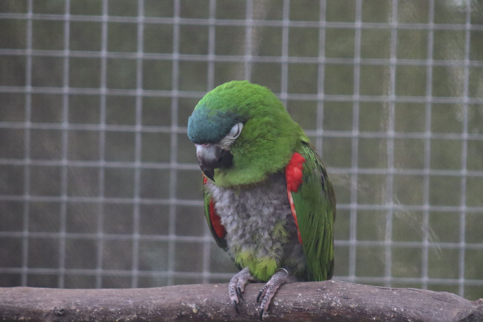 Red-shouldered Macaw