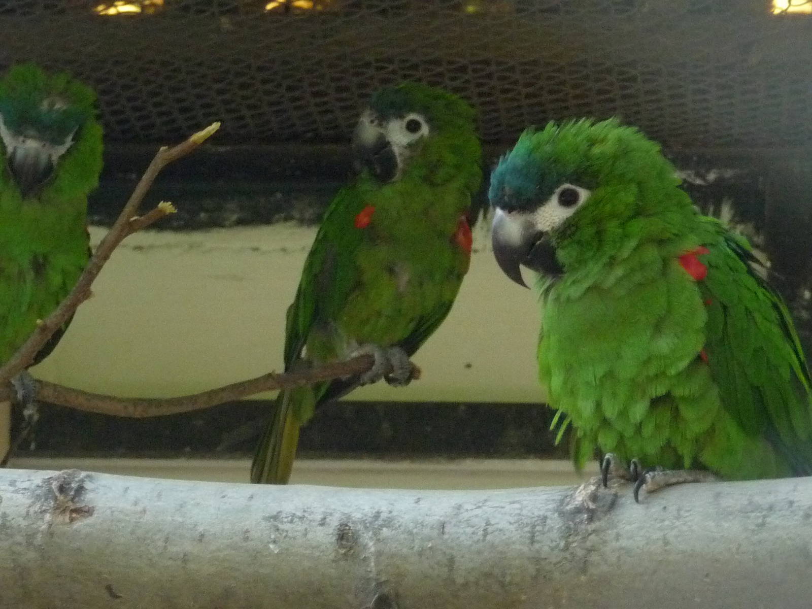 Red-shouldered Macaws