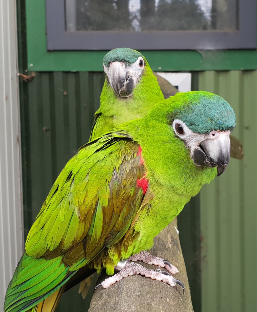 Red-shouldered macaws