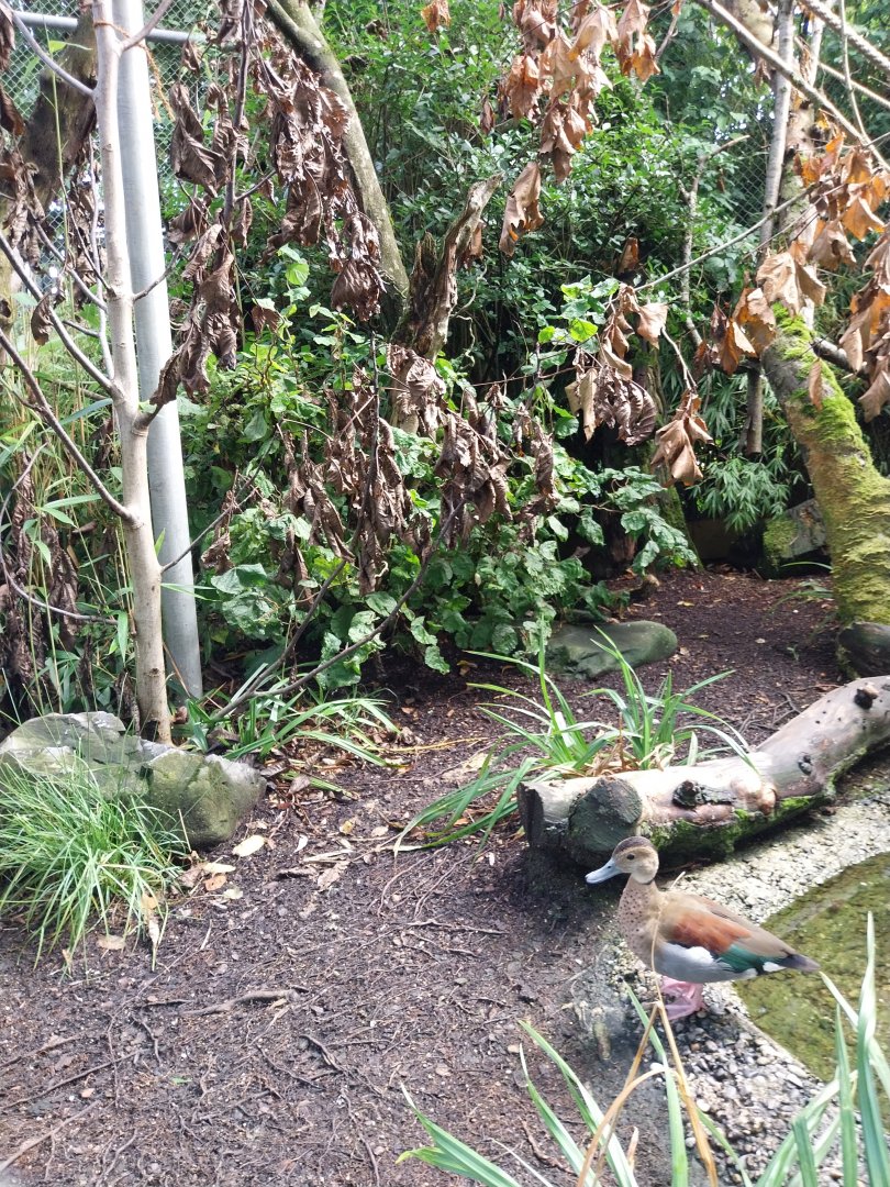 Red-shouldered teal (Callonetta leucophrys)