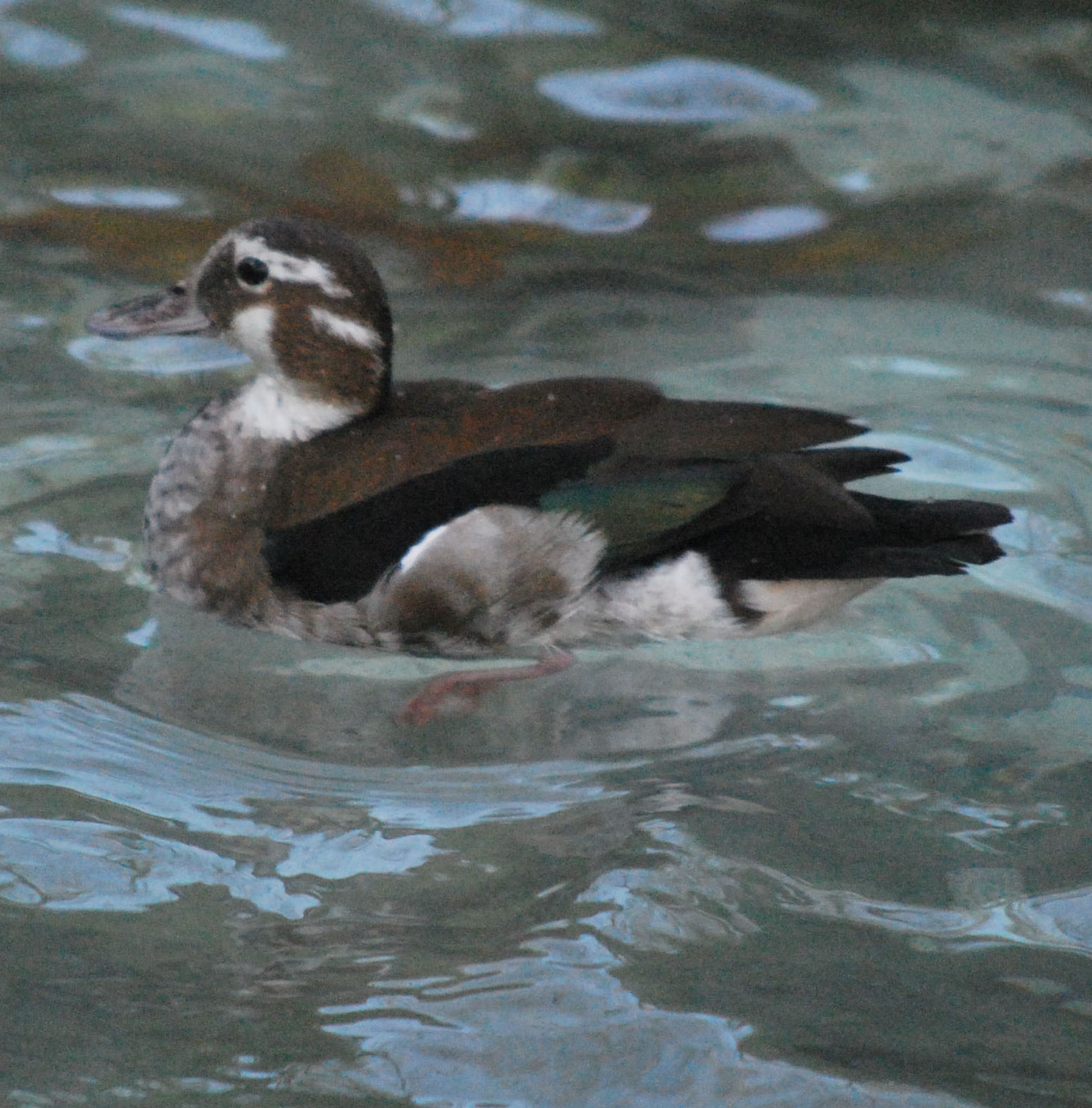 Red-shouldered teal, female