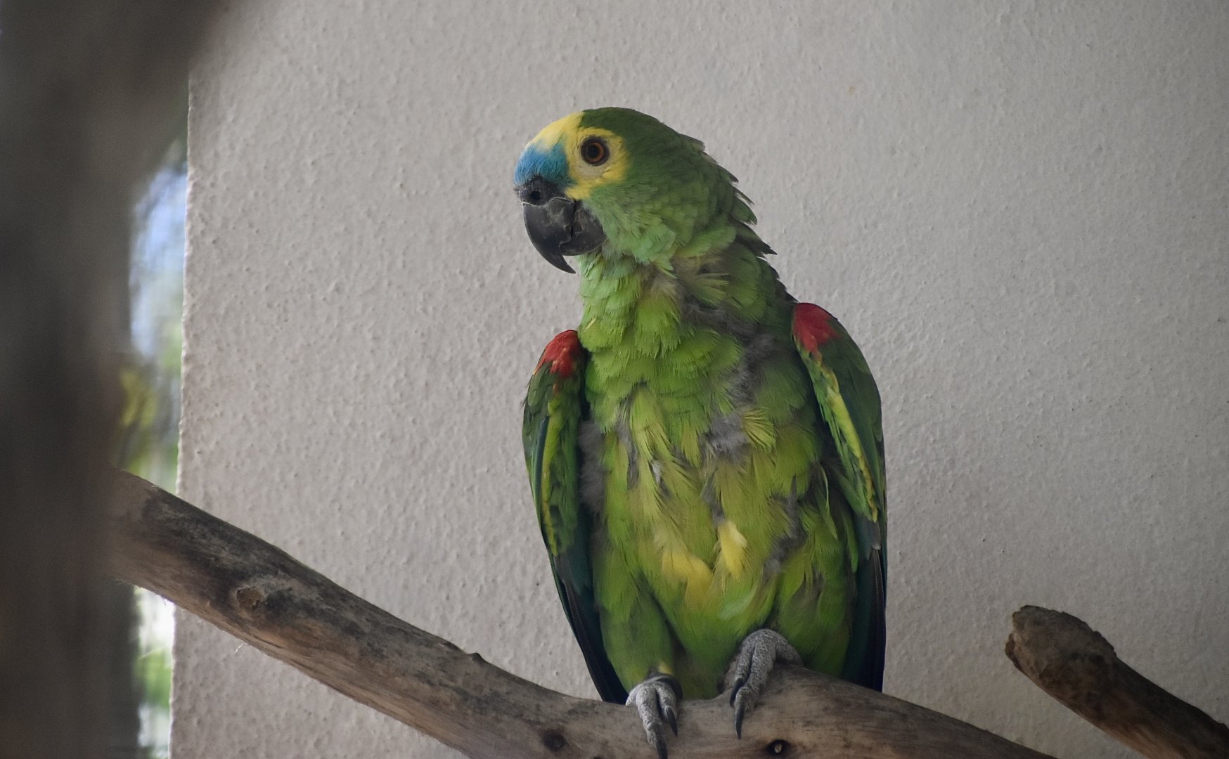 Red-Shouldered Turquoise-Fronted Amazon (Amazona aestiva aestiva)