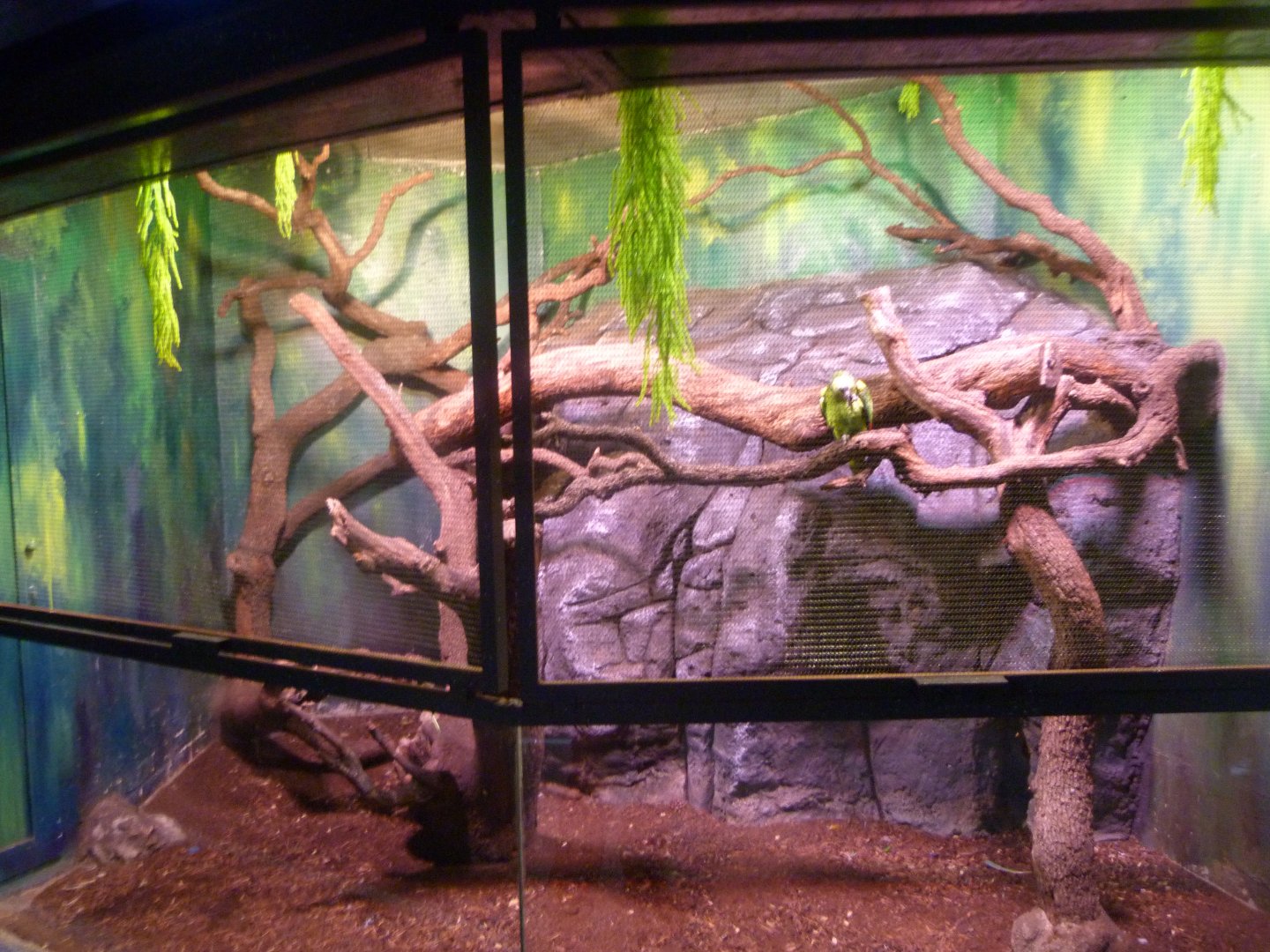 Red-shouldered turquoise-fronted amazon exhibit -Faunia (2025)