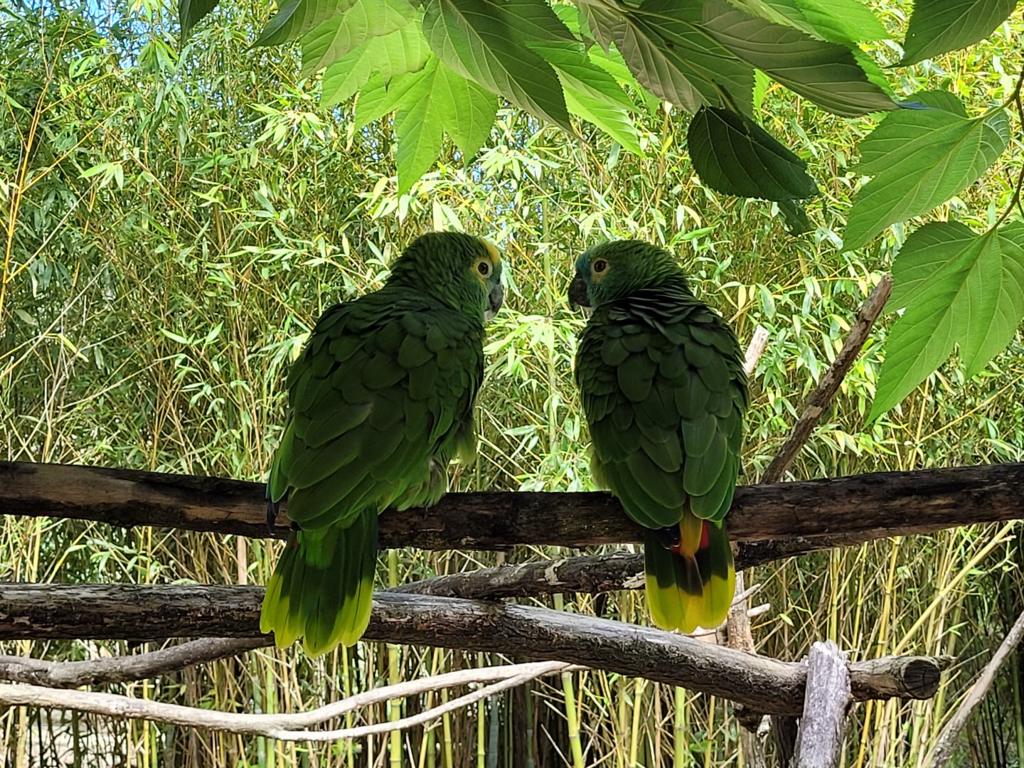 Red-shouldered turquoise-fronted amazons -Zoo de Labenne (2024)
