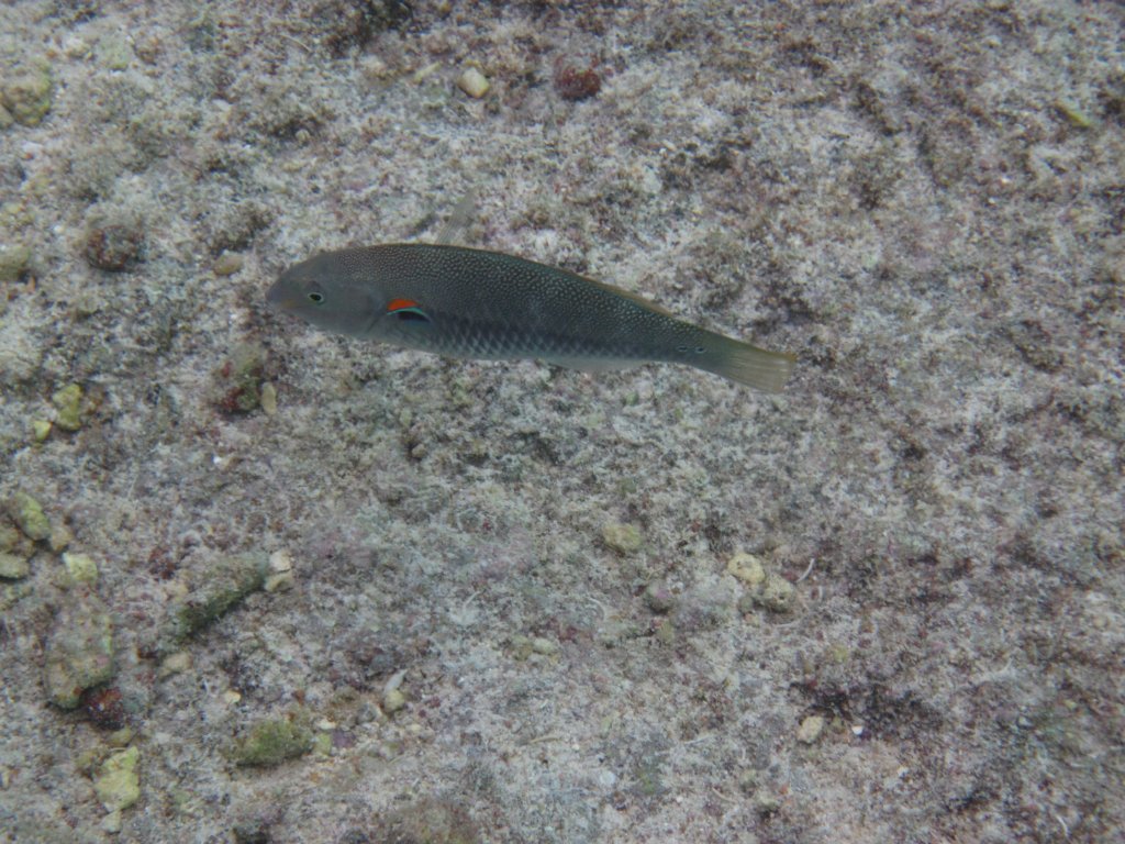 Red-shouldered Wrasse, initial phase