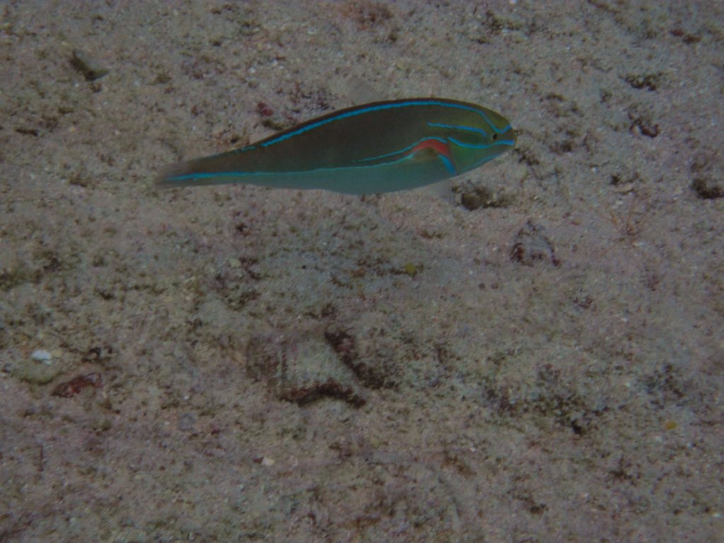 Red-shouldered Wrasse, terminal phase