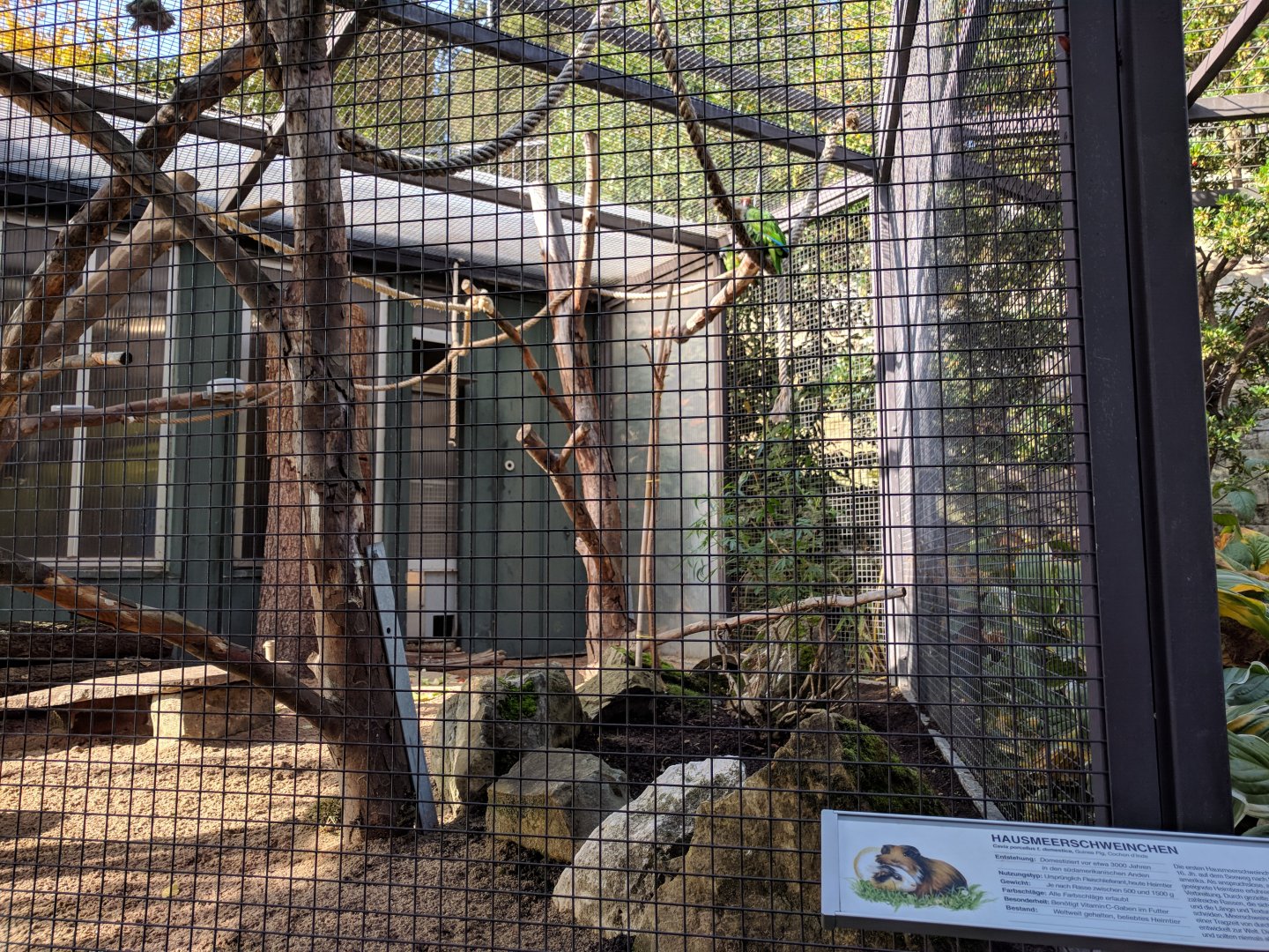 Red shouldred macaw and Domestic guinea Pig aviary