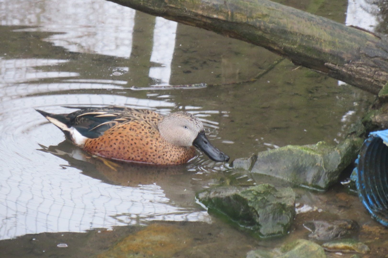 Red shoveler 170219
