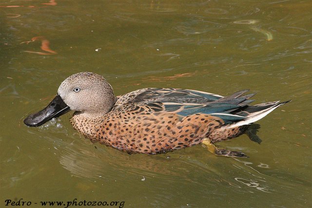 Red shoveler (Anas platalea)