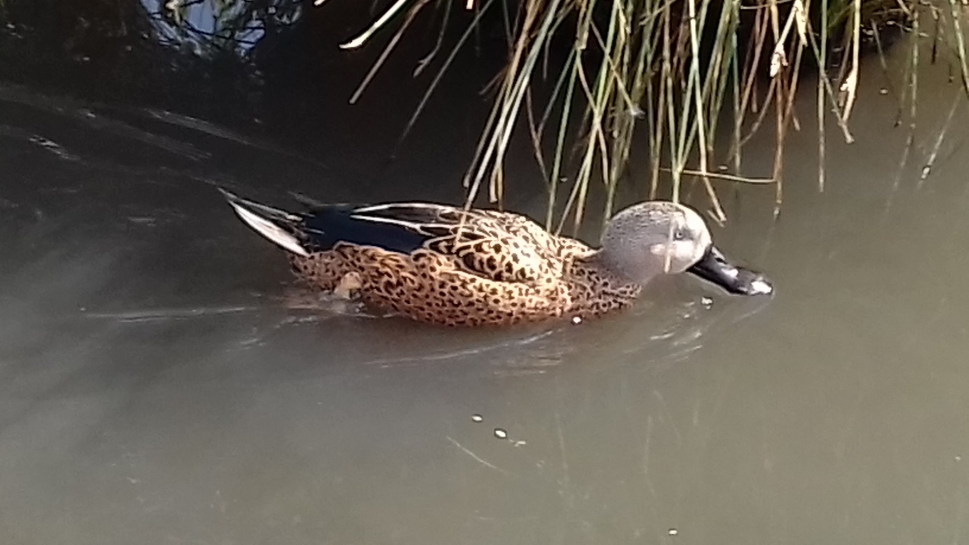 Red shoveler (Anas platalea)
