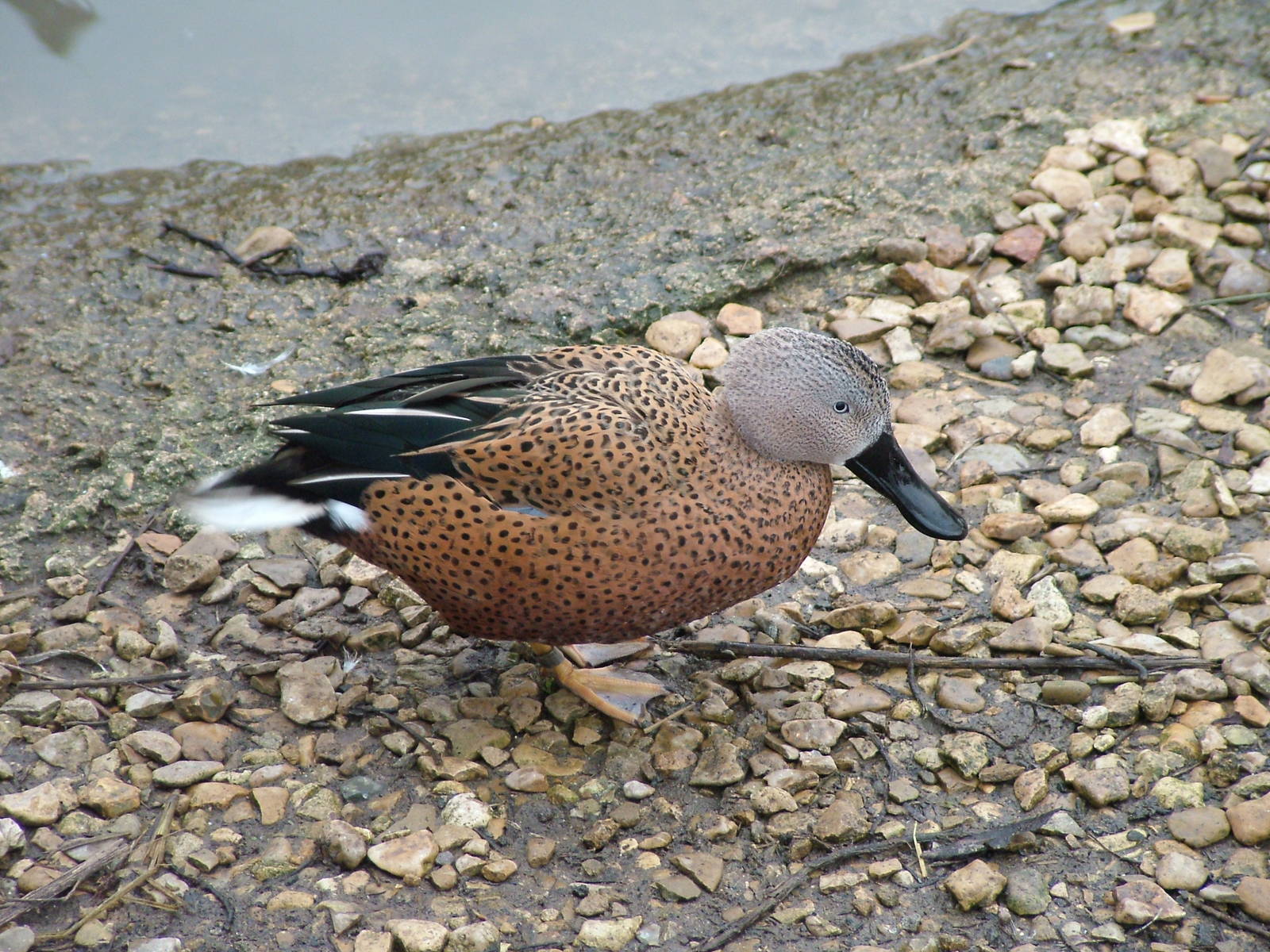 Red Shoveler at Slimbridge 06/02/10