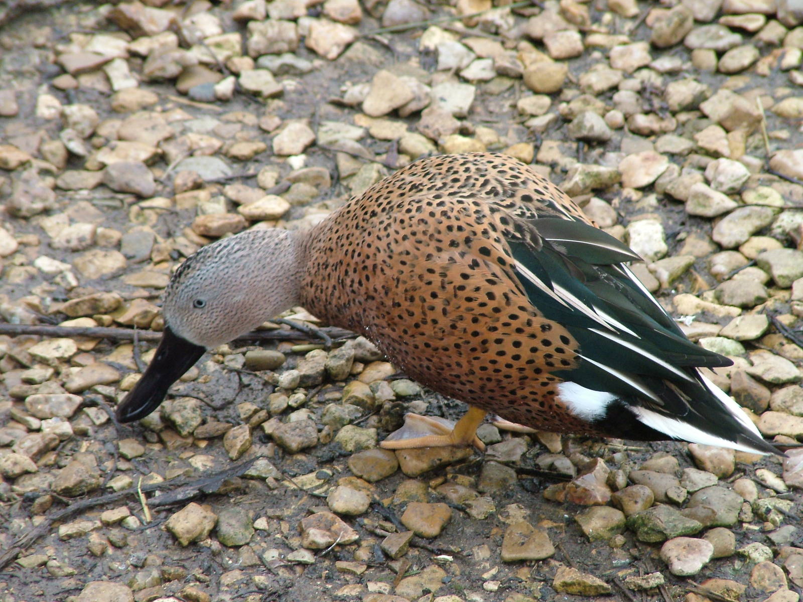 Red Shoveler at Slimbridge 06/02/10