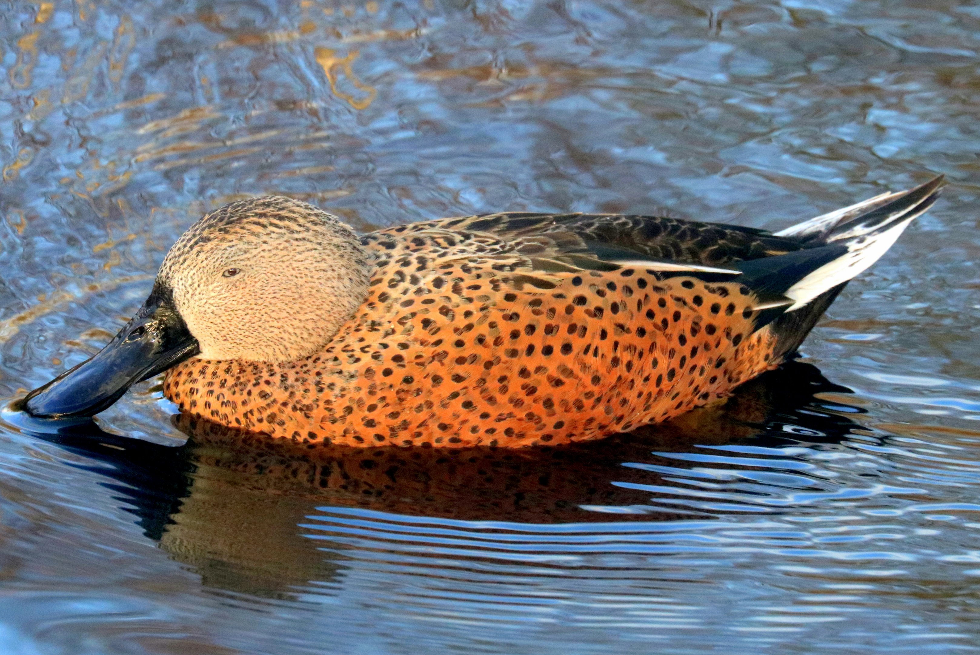 Red shoveler; Barnes; 1st February 2020