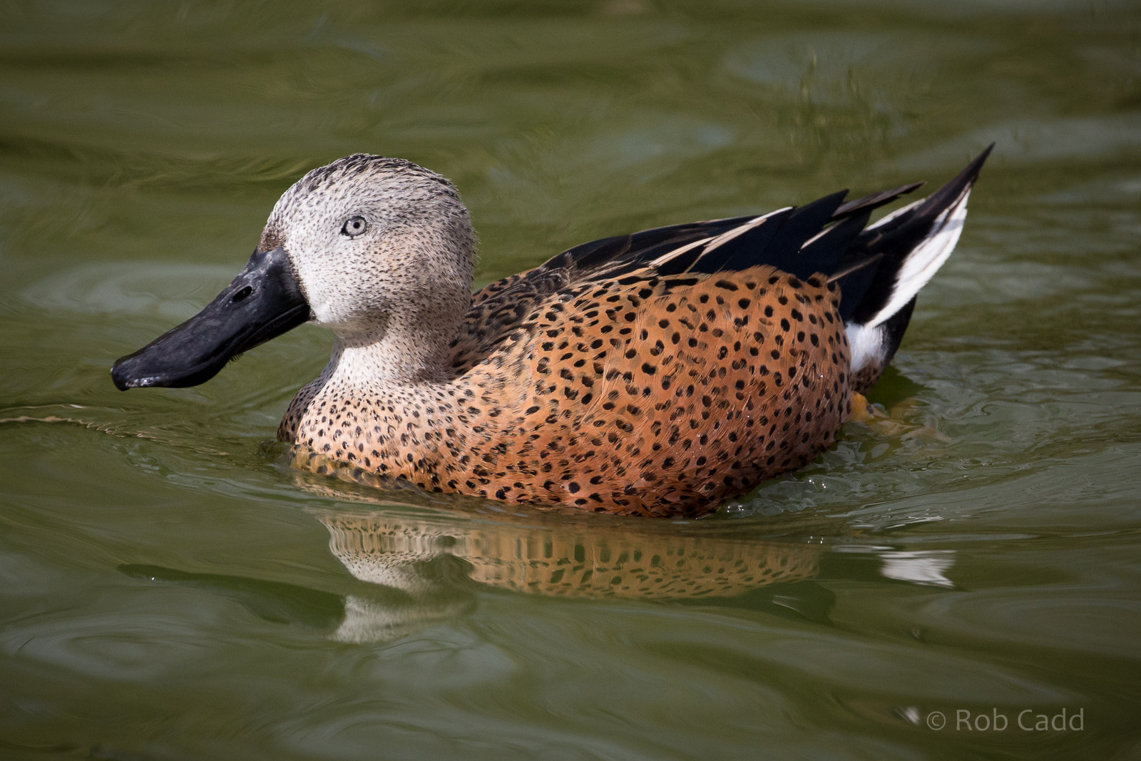 Red shoveler : Cotswold WP : 26 Mar 2015