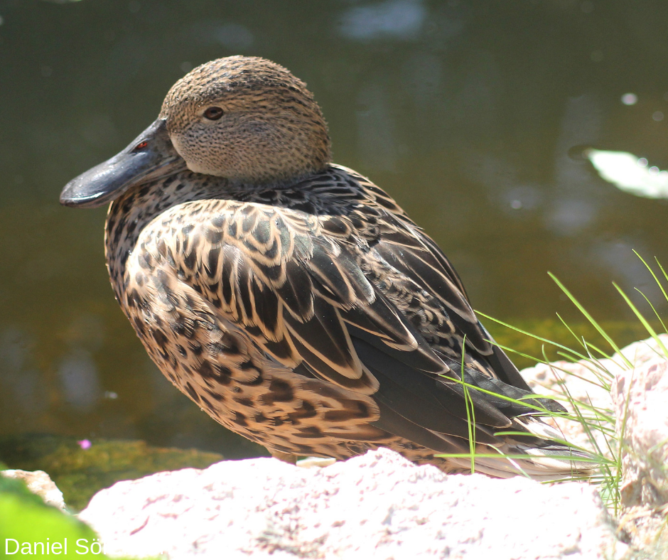 Red shoveler, female.