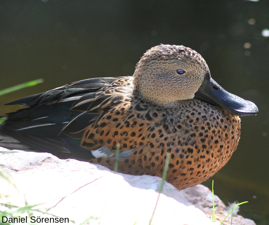 Red shoveler, male.