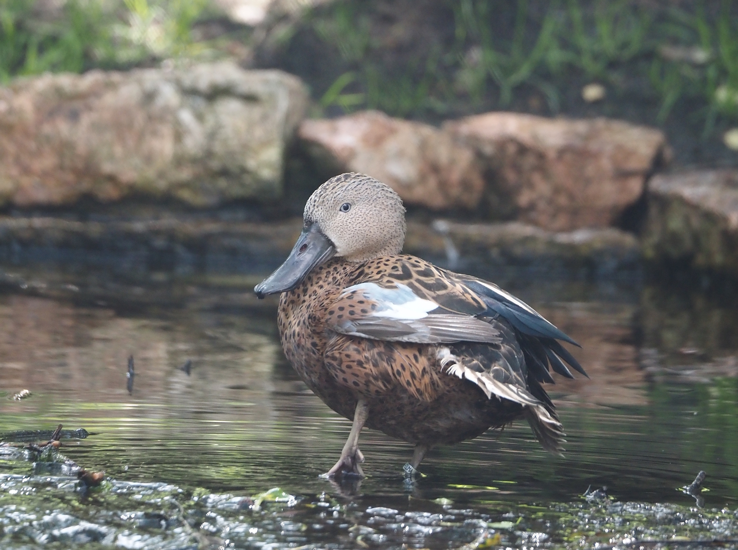 Red shoveler (Spatula platalea), 2024-05-23
