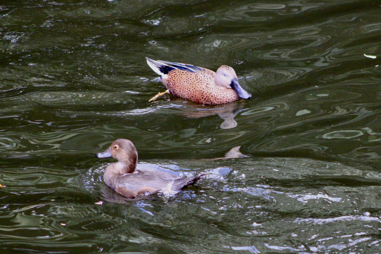 Red Shoveler (Spatula platalea) + Duck ID