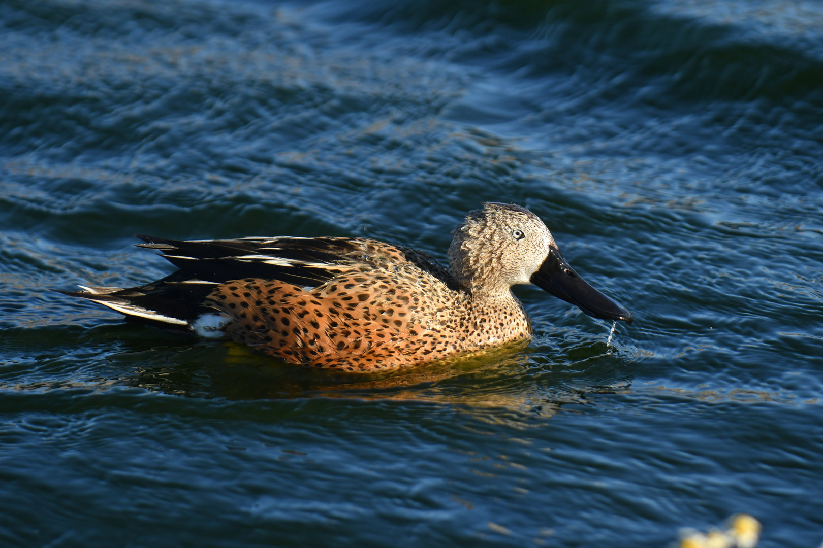 Red Shoveler Spatula platalea