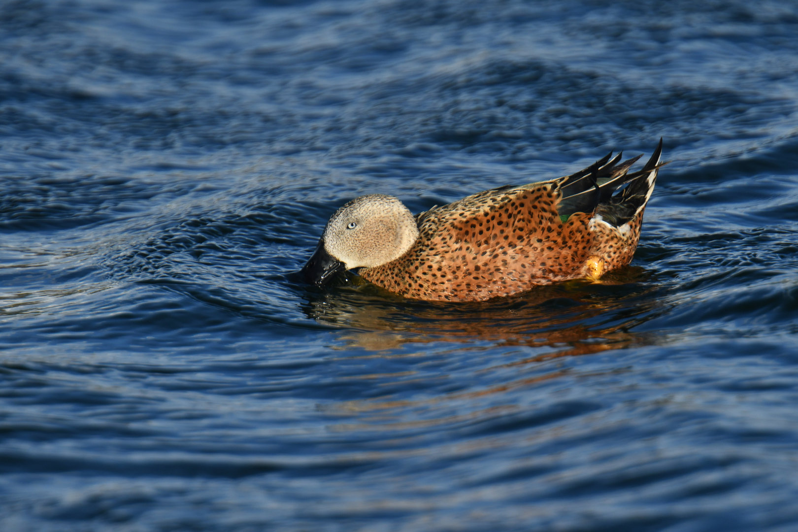 Red Shoveler Spatula platalea