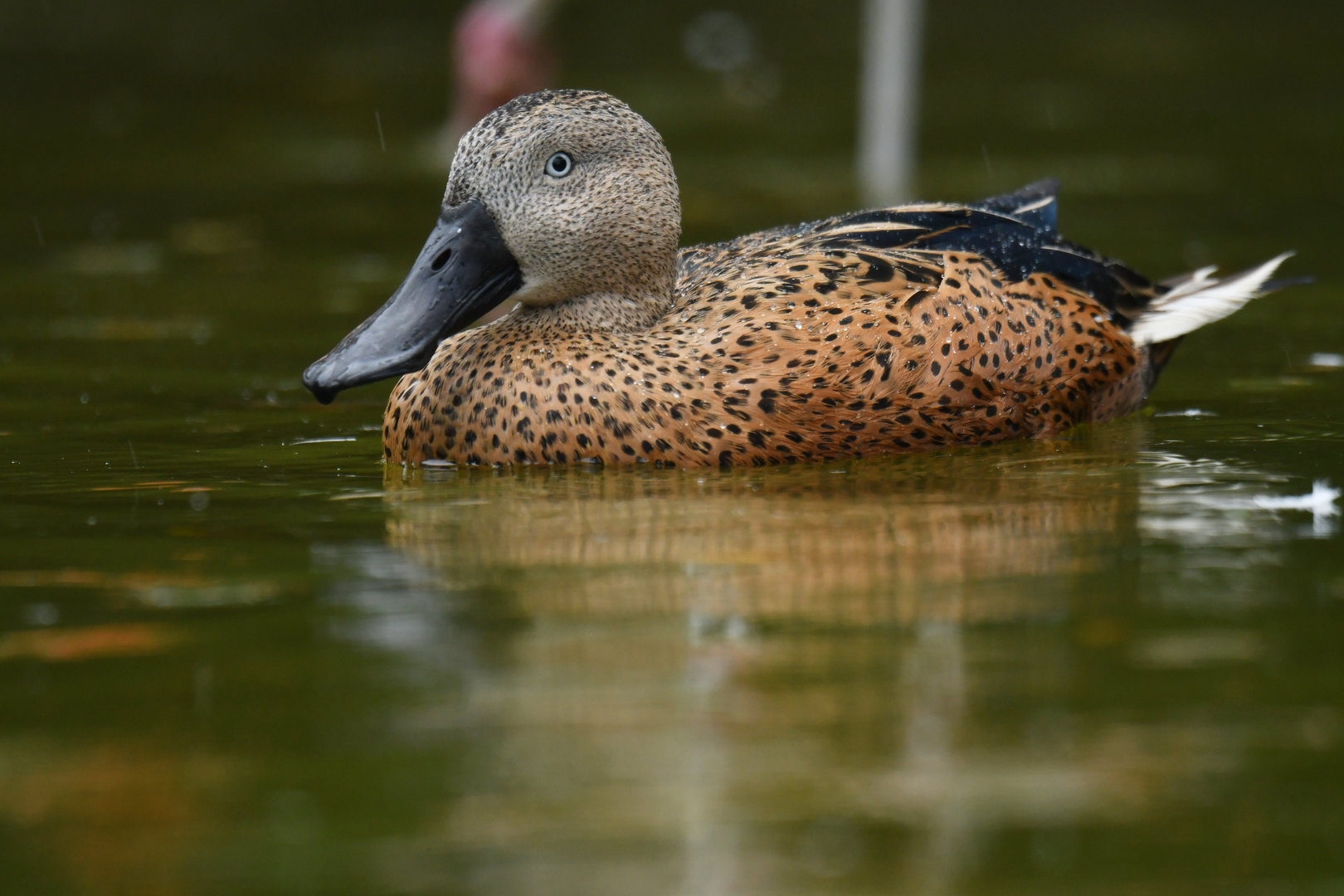Red Shoveler Spatula platalea