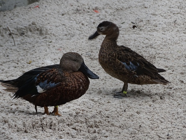 Red shoveler (Spatula platalea)