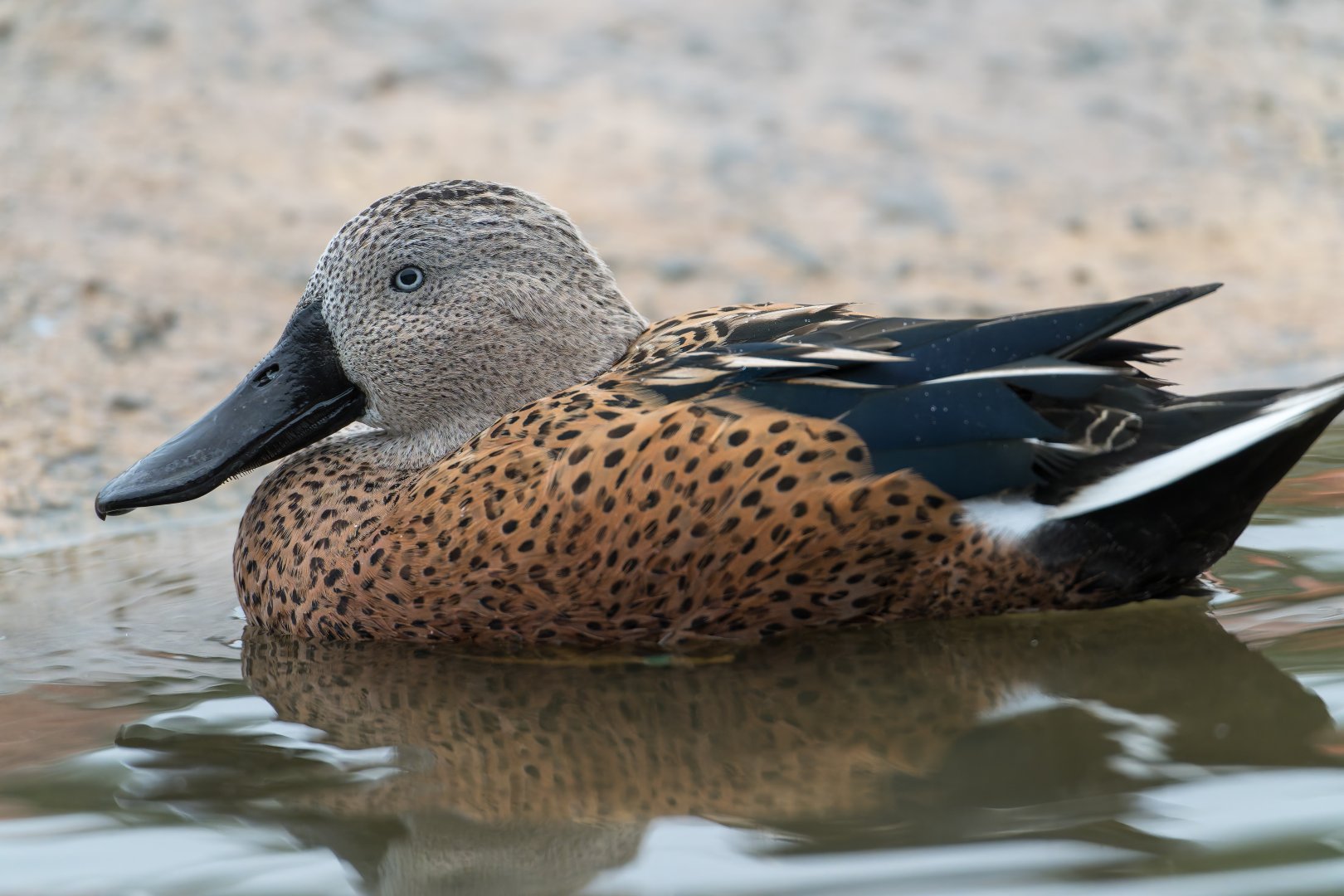 Red Shoveler, WWT Slimbridge, UK