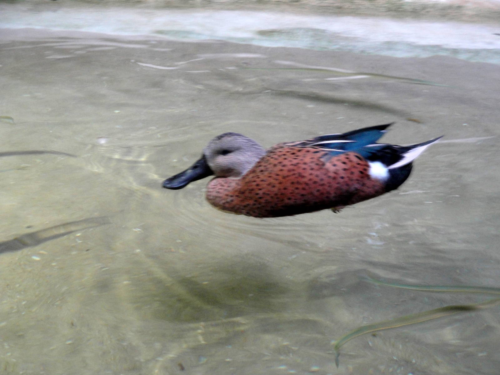 Red Shoveler