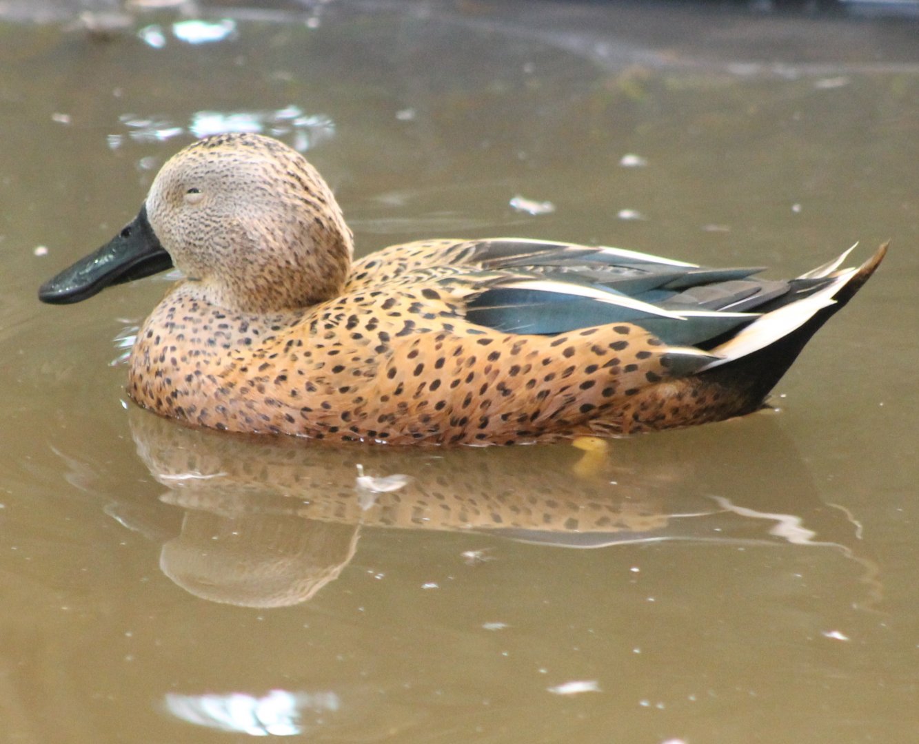 Red shoveler