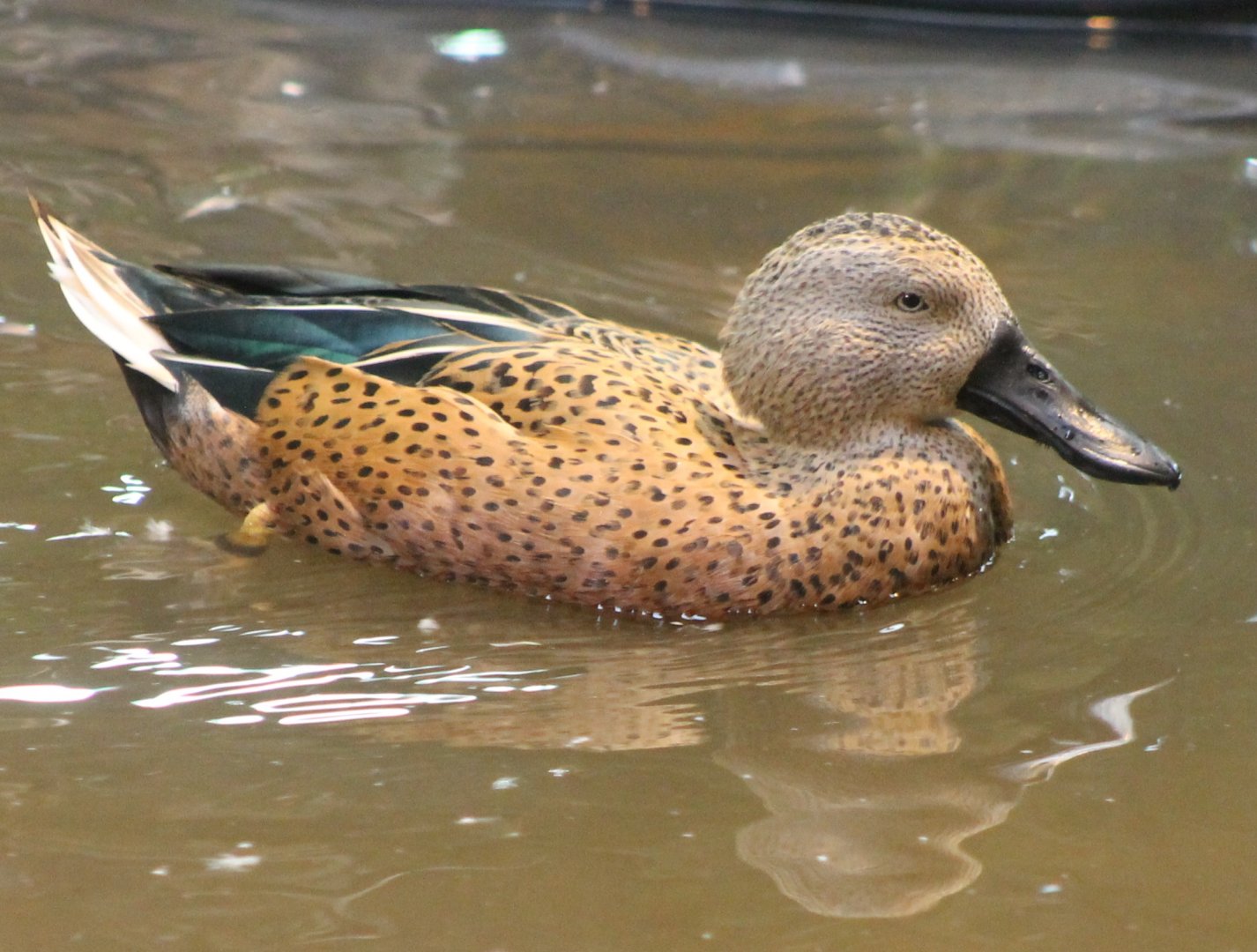 Red shoveler