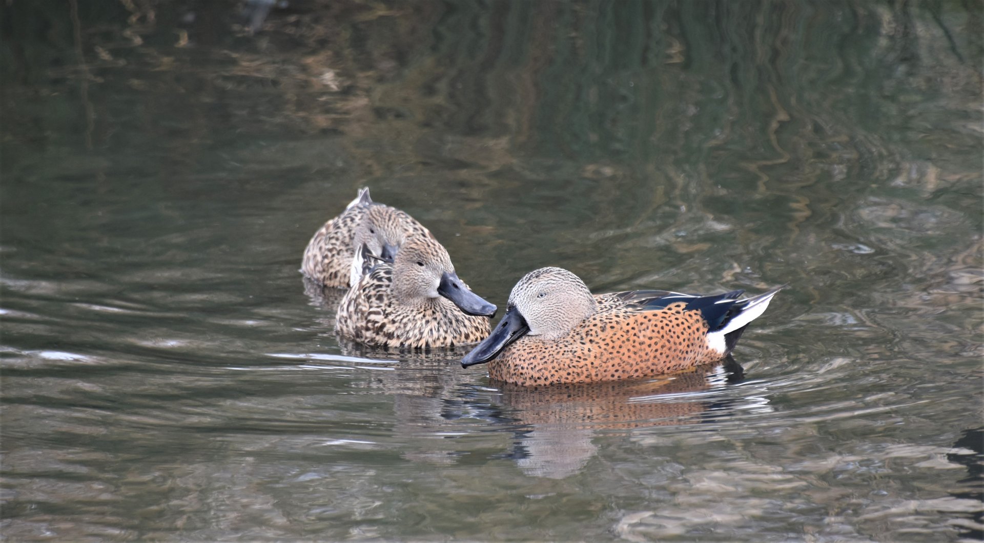 Red shoveler