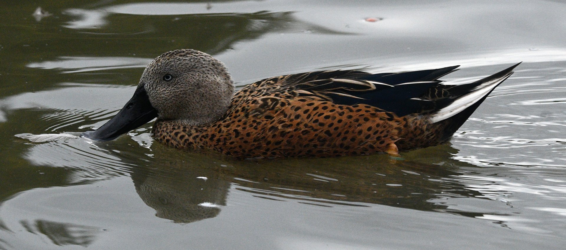 RED SHOVELER