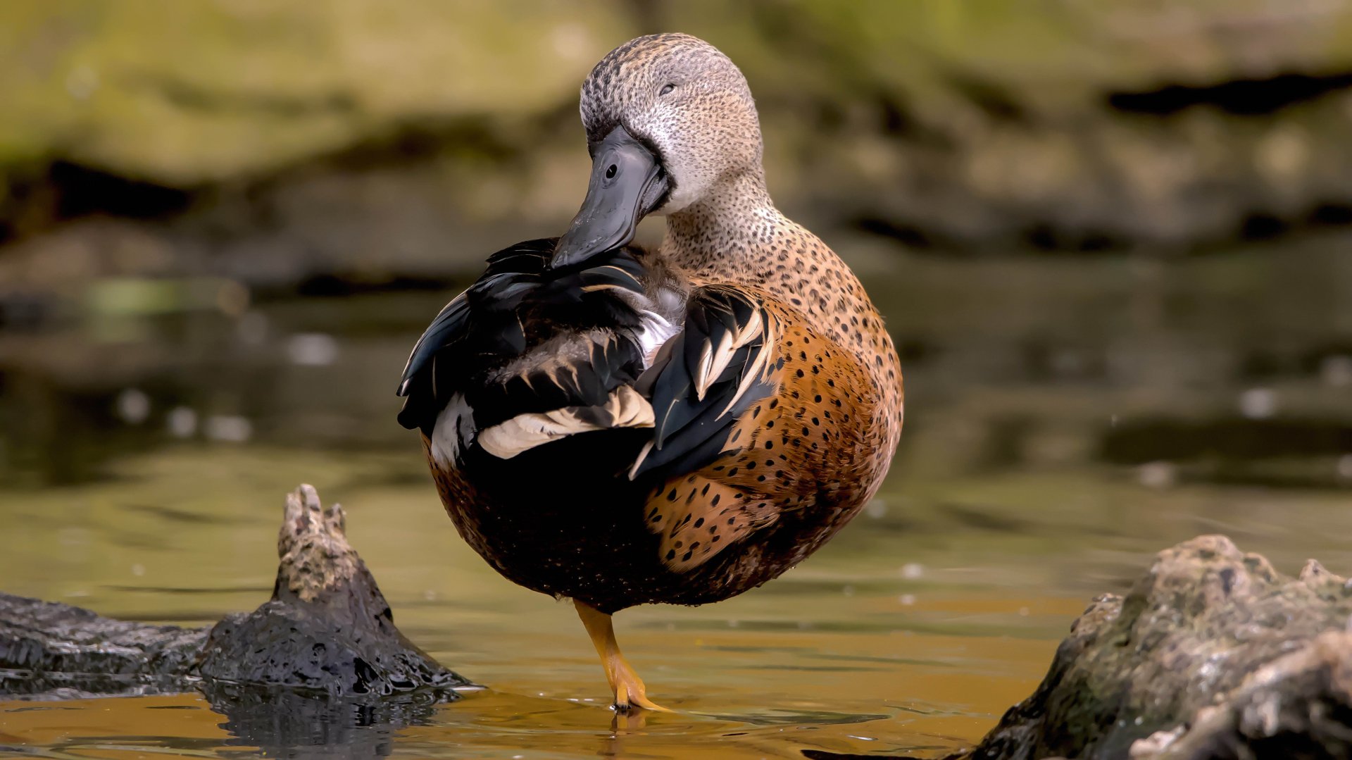Red shoveler