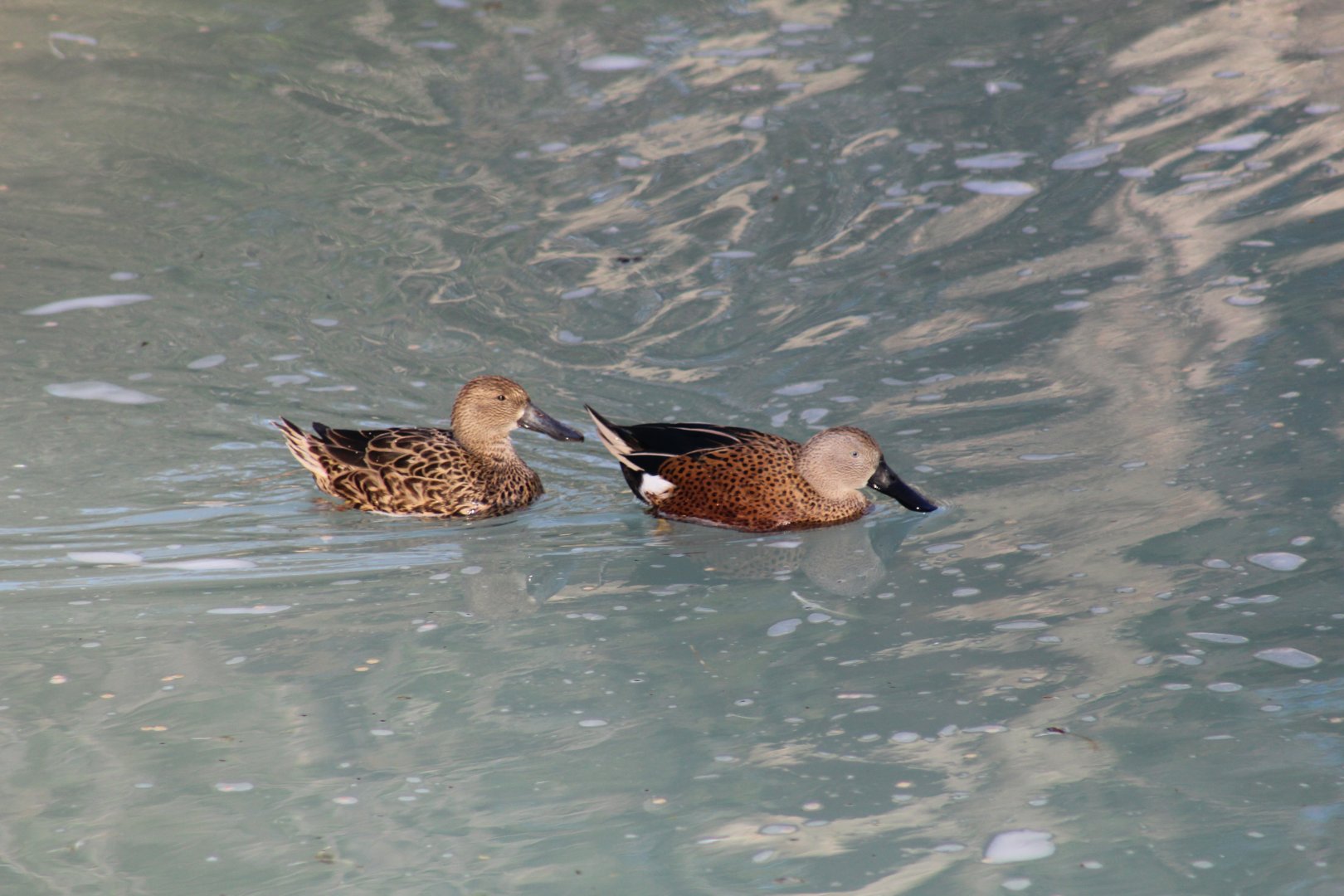 Red Shovelers