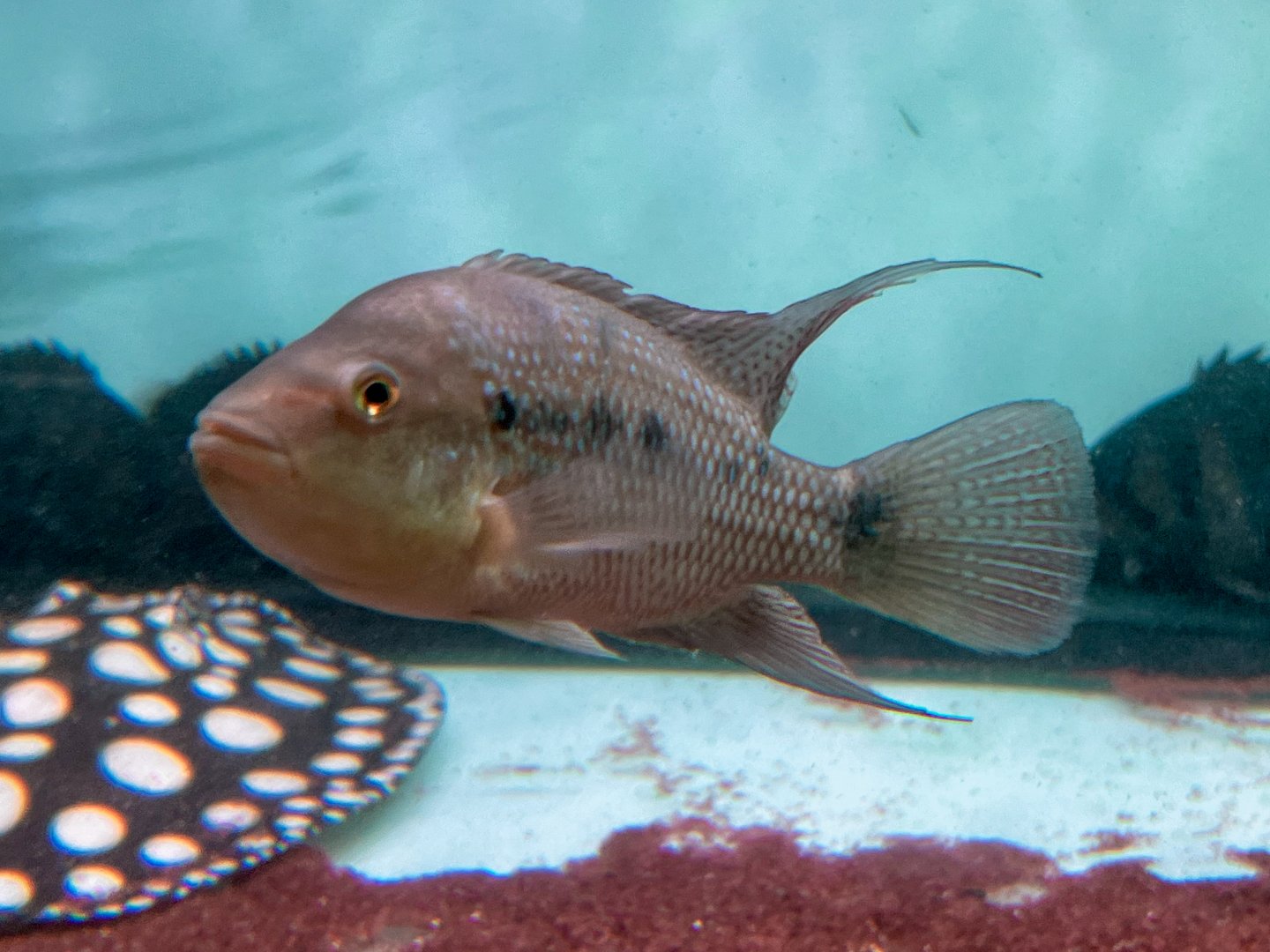 Red-sided Cichlid (Amphilophus istlanum)