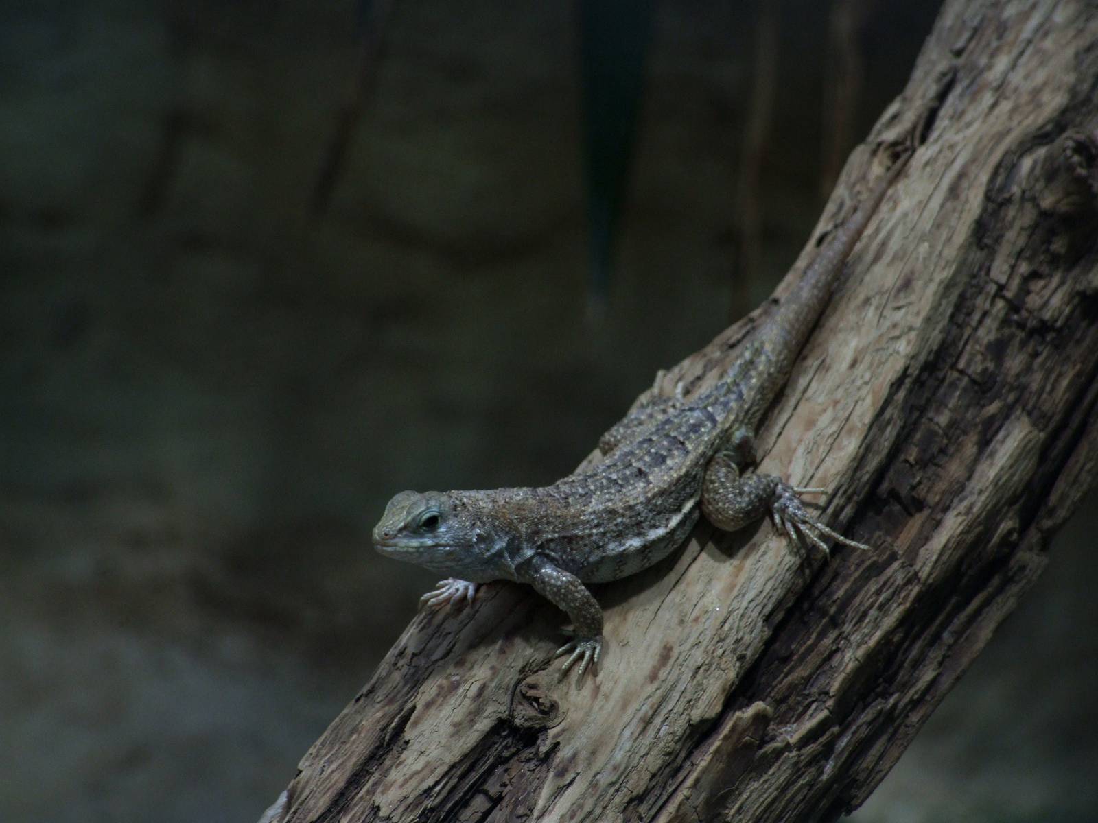 Red-sided Curly-tailed Lizard at Vienna, 14/06/13