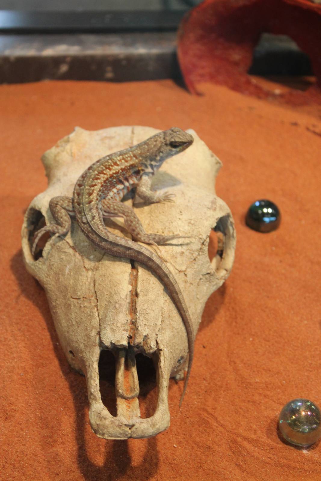 red-sided curly-tailed lizard (Leiocephalus schreibersii)