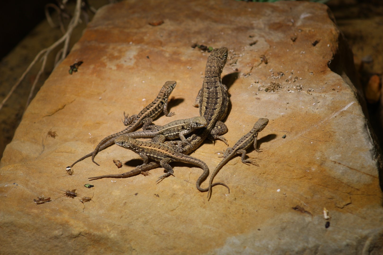 Red-Sided Curly-Tailed Lizards