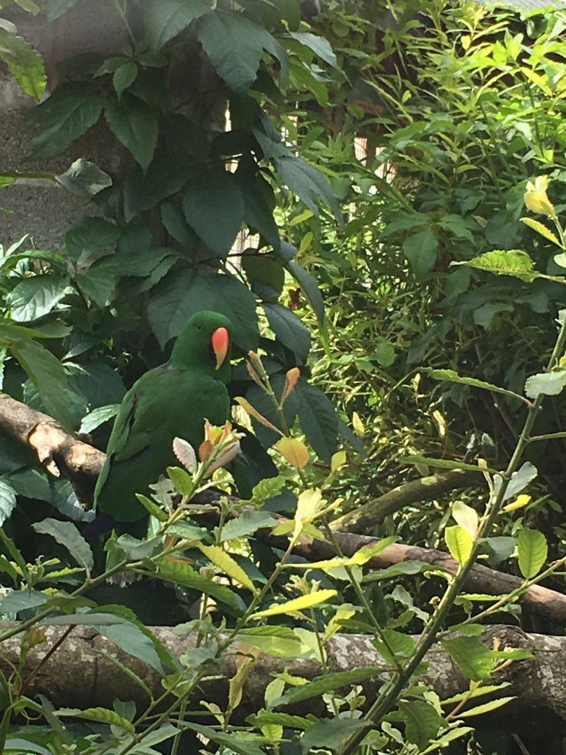 Red-sided eclectus 040817