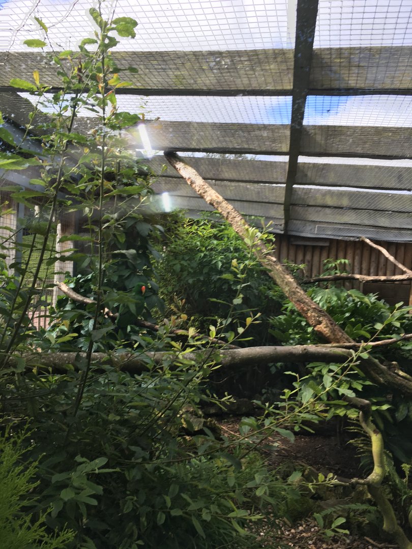 Red-sided eclectus aviary 040817