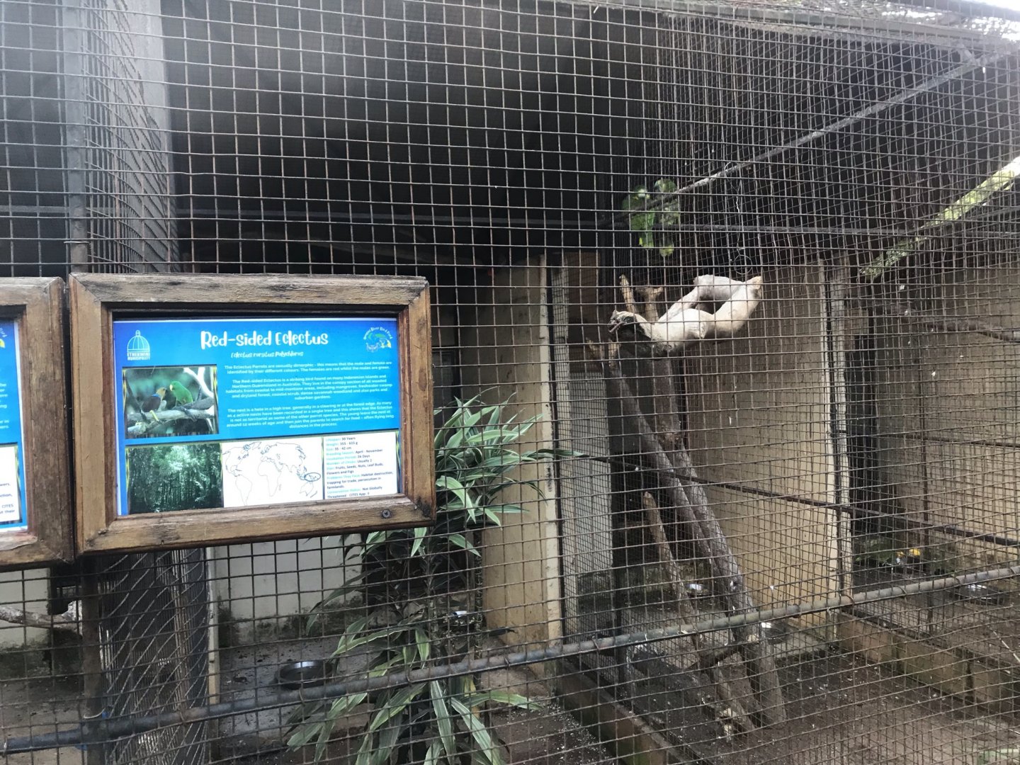 Red-Sided Eclectus Exhibit