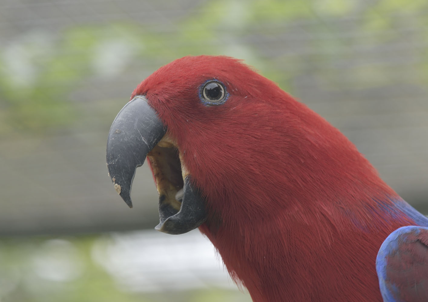 Red-sided eclectus female shouting