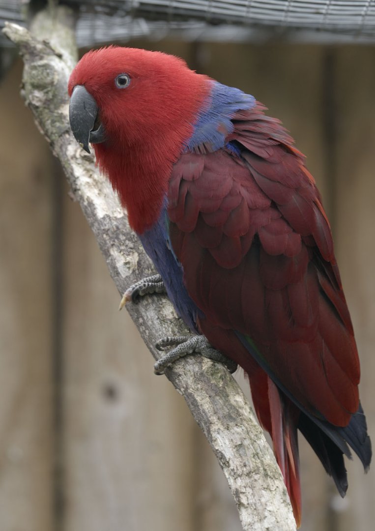 Red-sided eclectus female