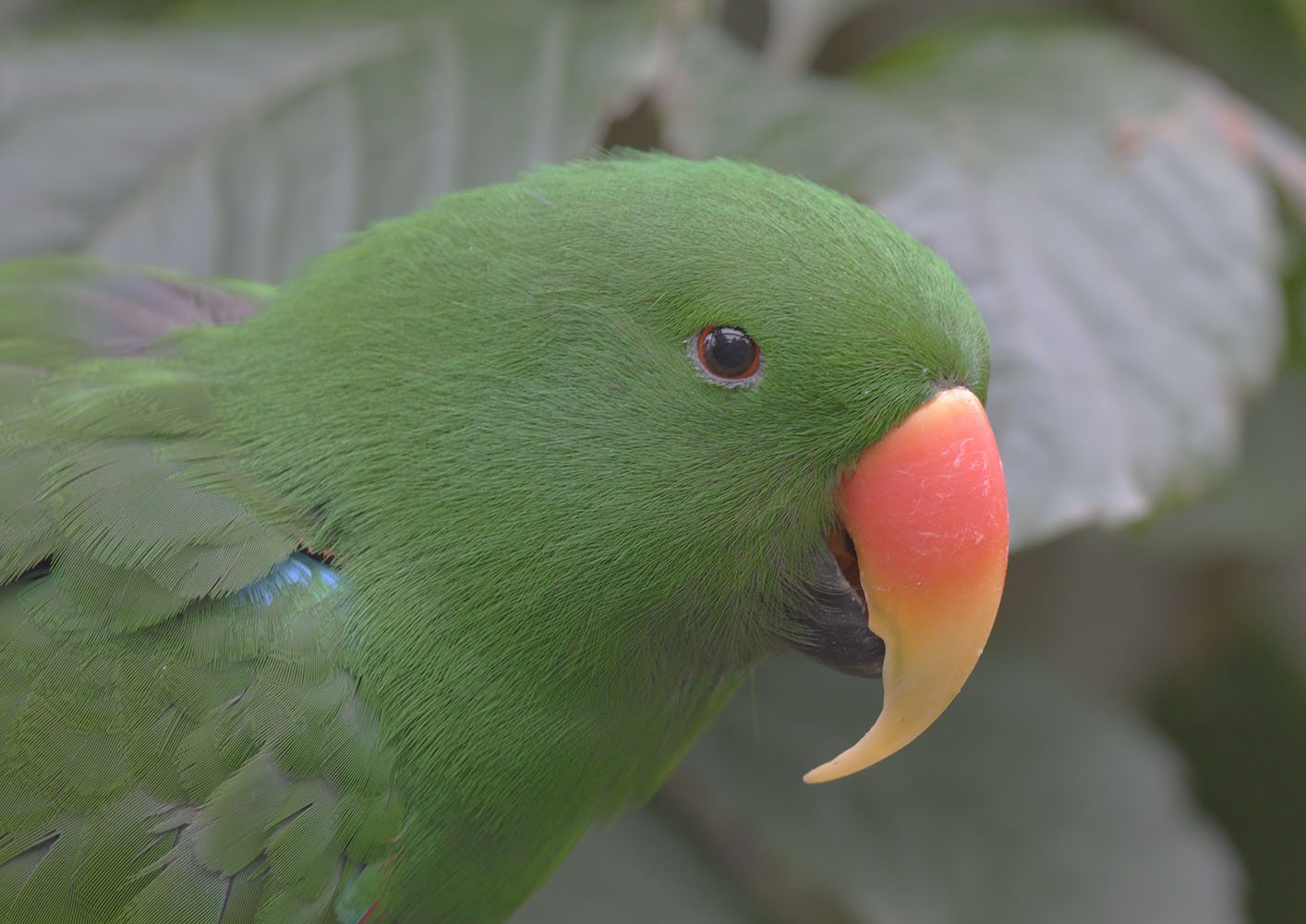 Red-sided eclectus male