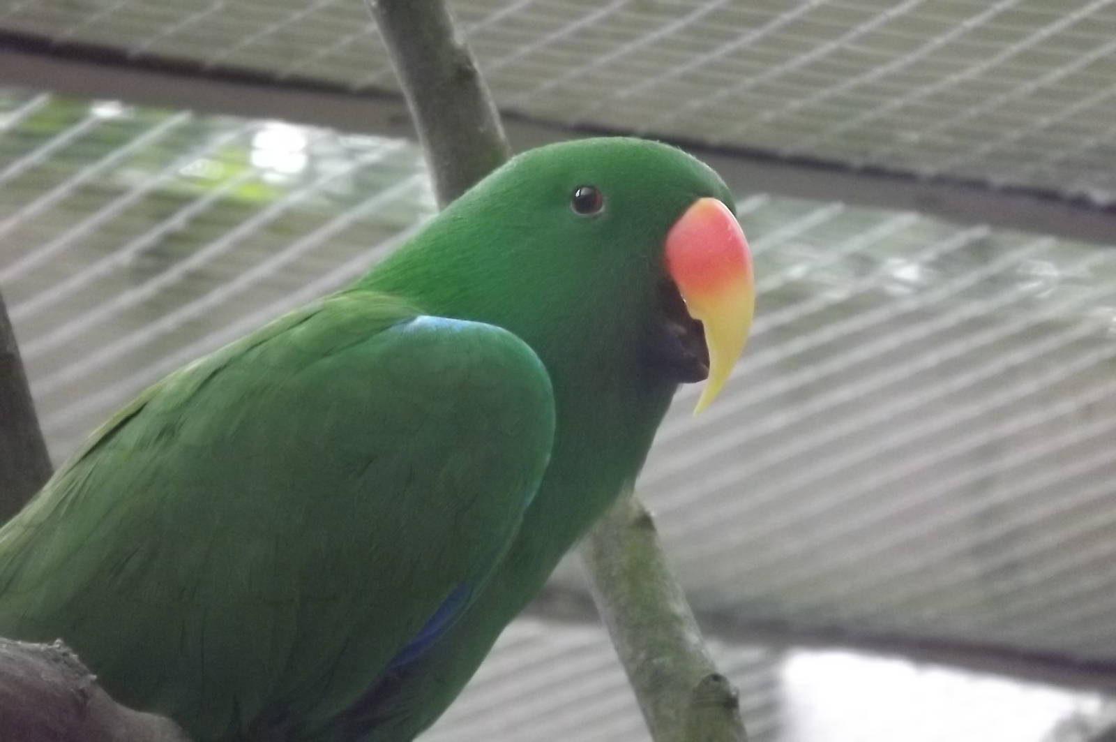 Red-Sided Eclectus Parrot at Blackpool Zoo 14/07/12